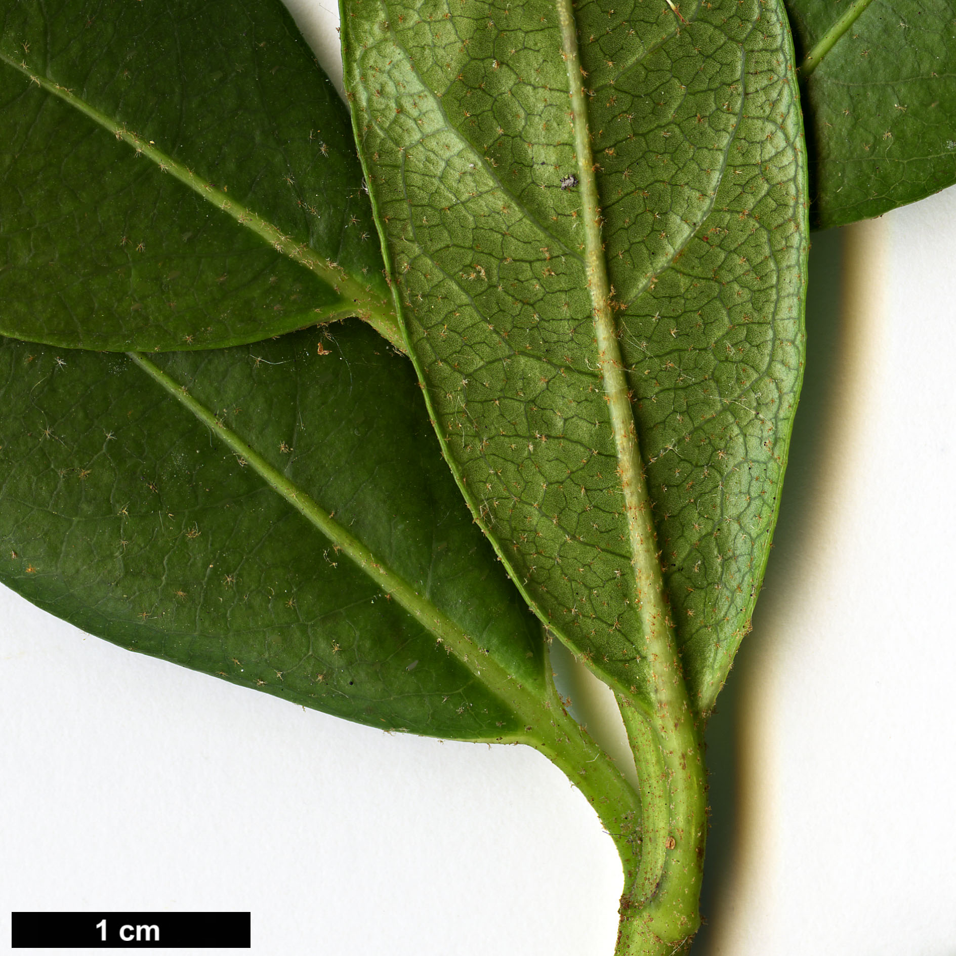 High resolution image: Family: Hydrangeaceae - Genus: Hydrangea - Taxon: peruviana × H.serratifolia